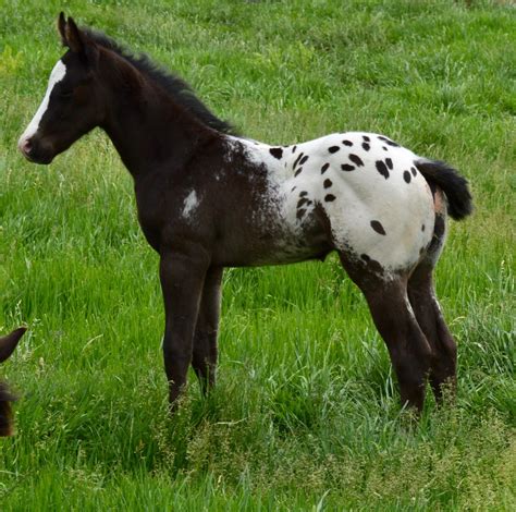 Height 16 hands. . Appaloosa weanlings for sale